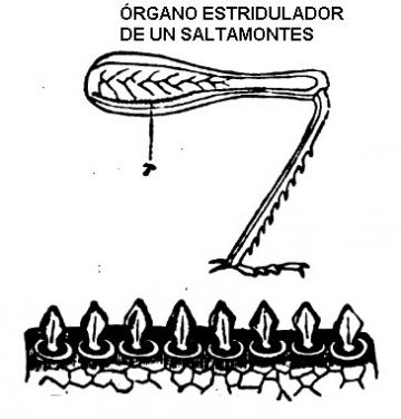 saltamontes