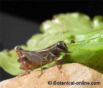 Saltamontes comiendo