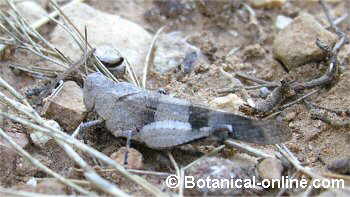 saltamontes de alas azules