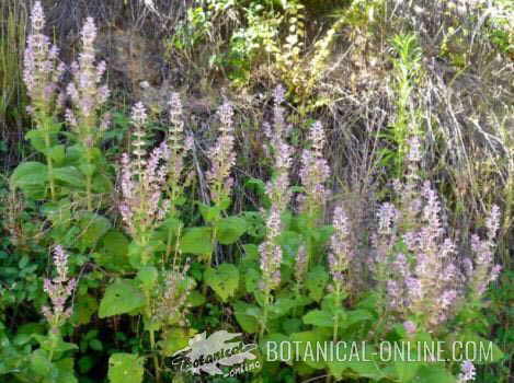 salvia sclarea amaro planta flor hojas