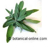 salvia
