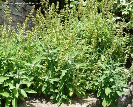 Salvia officinalis