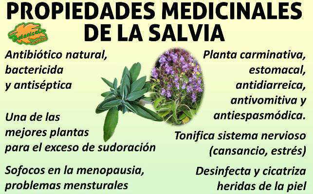 Salvia blanca: características, taxonomía, hábitat, propiedades