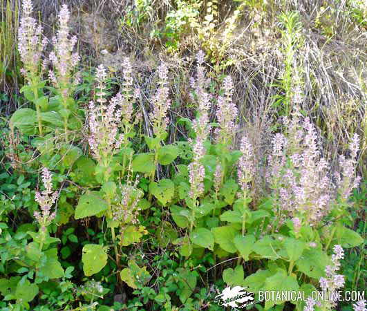 salvia romana sclarea