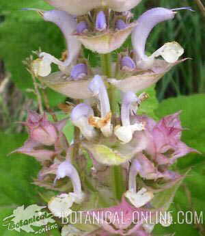 salvia esclarea sclarea romana amaro