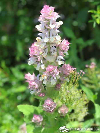 salvia romana sclarea