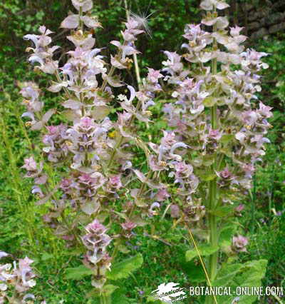 salvia esclarea sclarea romana amaro