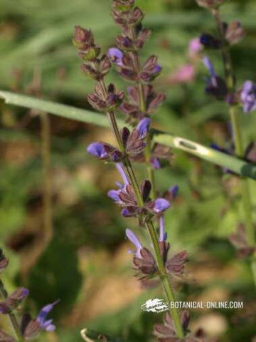 Salvia verbenaca