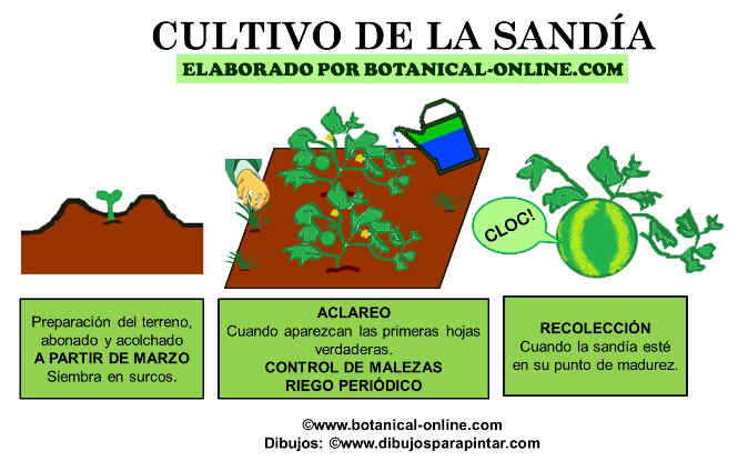 Cultivo de la sandía - tareas del huerto