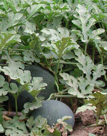 planta sandia melon de agua