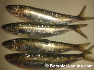 sardina