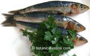 sardinas