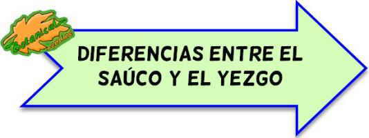 diferencias sauco yezgo