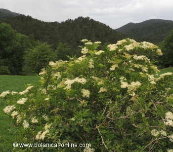 Plantas medicinales en el monte