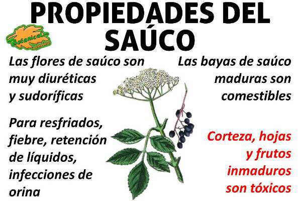 Propiedades saúco