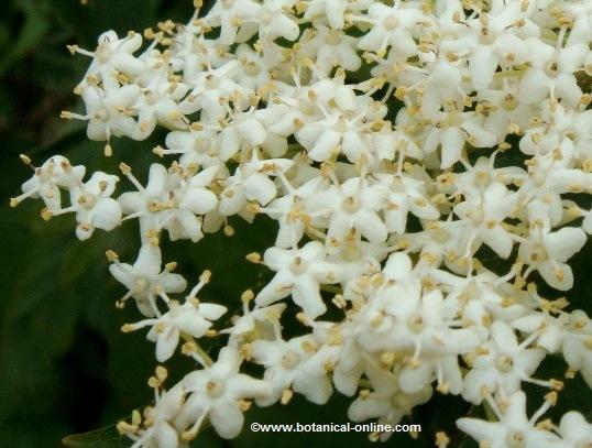 flores de saúco