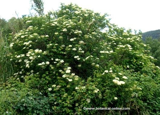 arbol de sauco aspecto flores