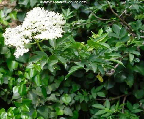 flores de saúco