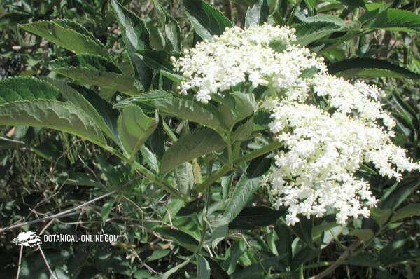 Sambucus nigra