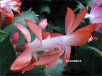 Schlumbergera gaertneri ( Cactus de navidad) 