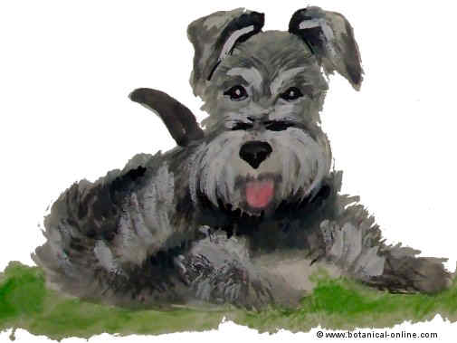 Dibujo de schnauzer