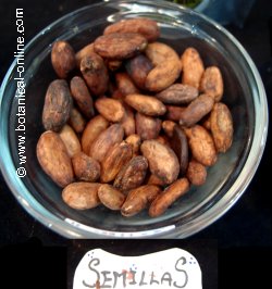 semillas de cacao