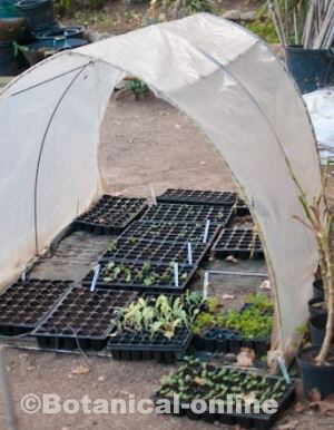 técnica con botella de plástico para proteger la germinacion