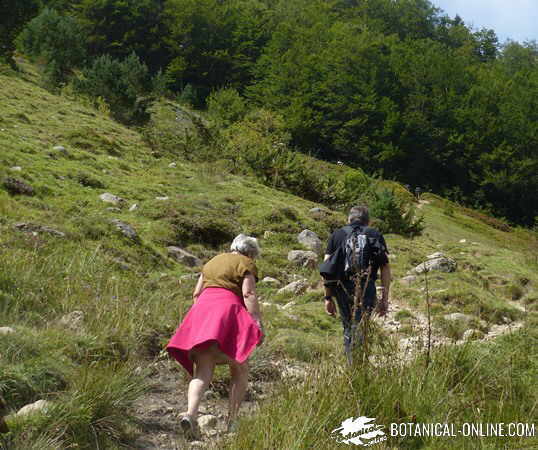 senderismo montaña ancianos