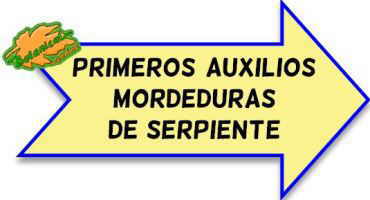 primeros auxilios mordeduras de serpientes