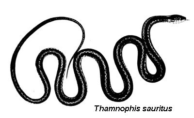 Thamnophis sauritus 