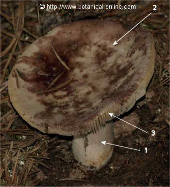 Imagen de un basidiocarpo o seta de un hongo basidiomiceto