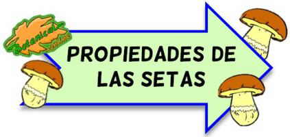 setas propiedades nutricionales