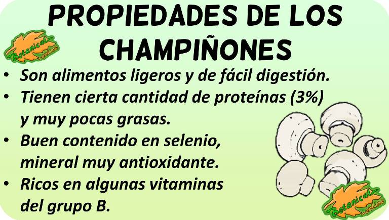 champiñones propiedades beneficios vitaminas