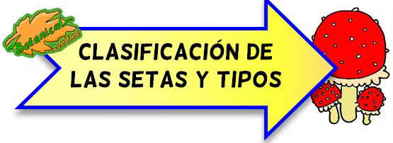 setas clasificacion tipos