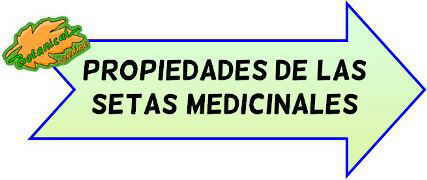 setas medicinales