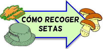 recoleccion setas