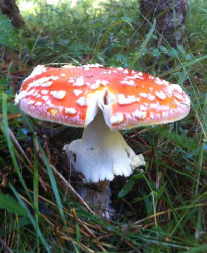 amanita muscaria bosque seta venenosa