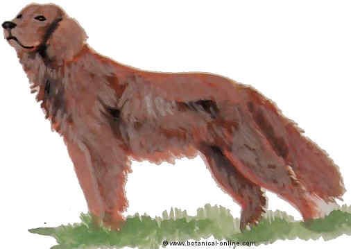 Dibujo de setter irlandes 