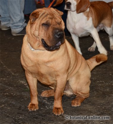 Shar Pei