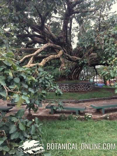 sicomoro arbol ornamental etiopia plaza Ficus sycomorus 