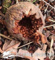 Frutos de sicomoro Ficus sycomorus sycamore