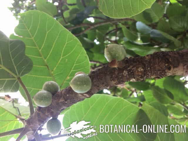 Frutos de sicomoro Ficus sycomorus sycamore