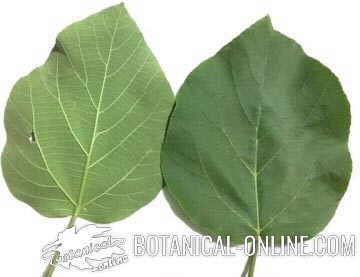 Hojas de sicomoro Ficus sycomorus sycamore