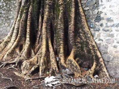 raices de sicomoro Ficus sycomorus sycamore