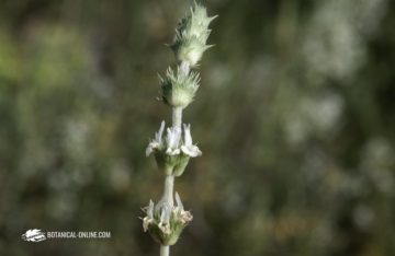 Foto de Sideritis angustifolia