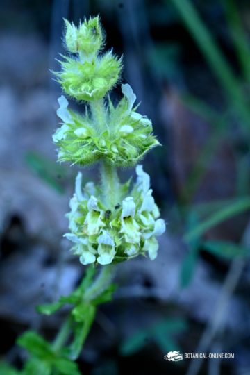 Sideritis spinulosa