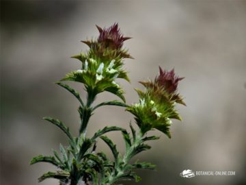 Foto de Sideritis spinulosa