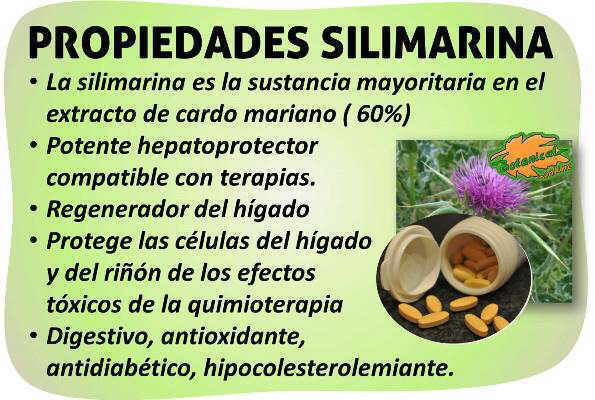 propiedades medicinales silimarina suplemento cardo mariano extracto