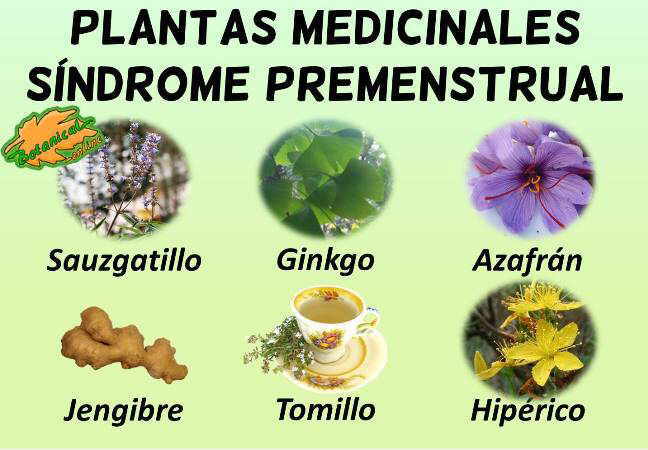 sindrome premenstrual tratamiento natural con plantas medicinales para el dolor menstrual sindrome premenstrual dolor ovarios regla menstruacion