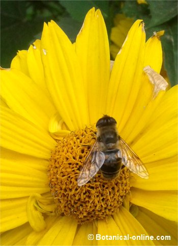 sirfido volucella